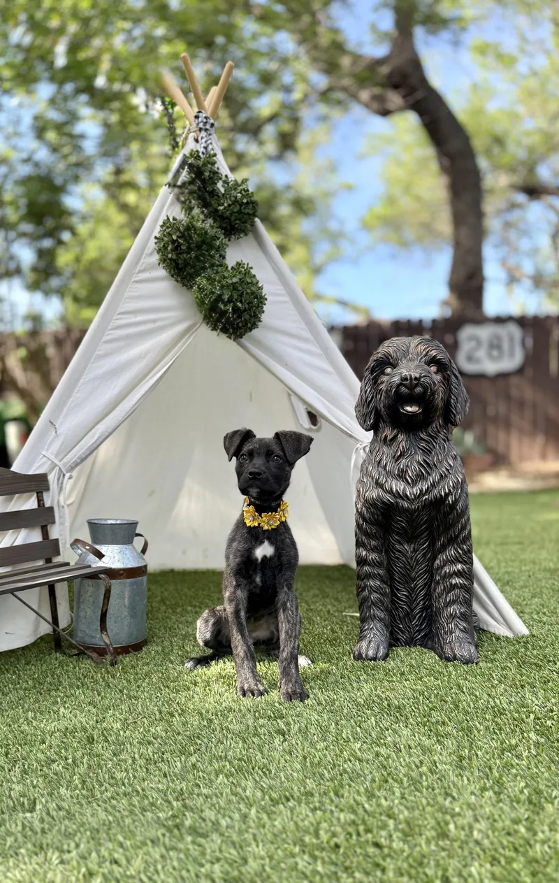 A baby medium-sized female Shepherd dog named Bridget for adoption in San Antonio, TX