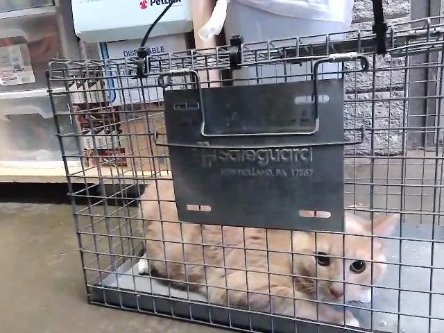 A young small-sized male Domestic Short Hair cat named Mr Clean for adoption in Tulsa, OK