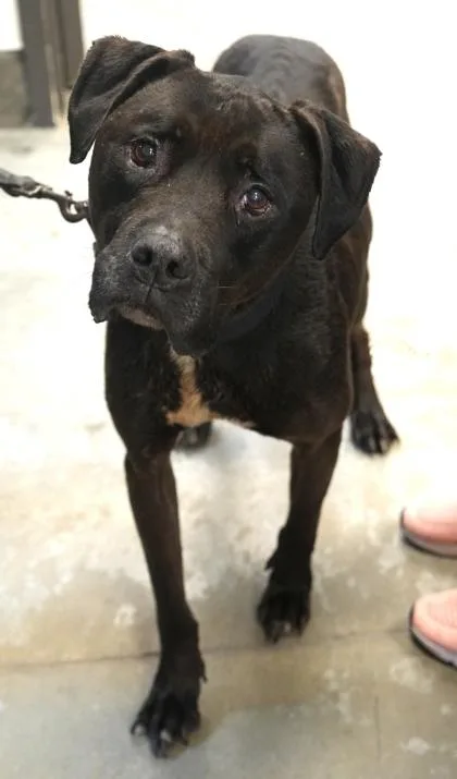 An adult large-sized male Labrador Retriever dog named Ranger for adoption in Bowling Green, KY