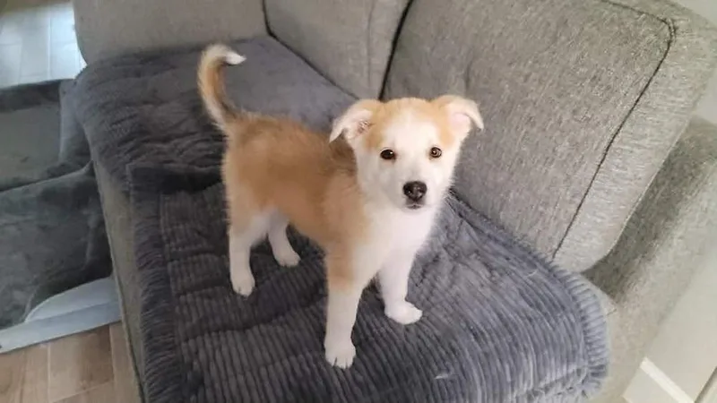 A baby medium-sized female Collie dog named Darla for adoption in Saugus, MA