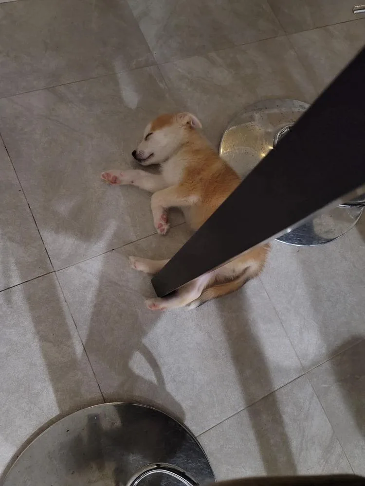 Darla thumbnail 4