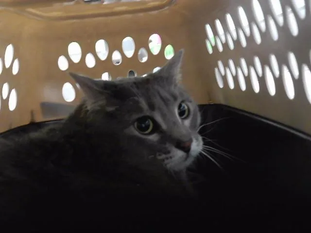 An adult medium-sized male Domestic Short Hair cat named Bear for adoption in Omaha, NE