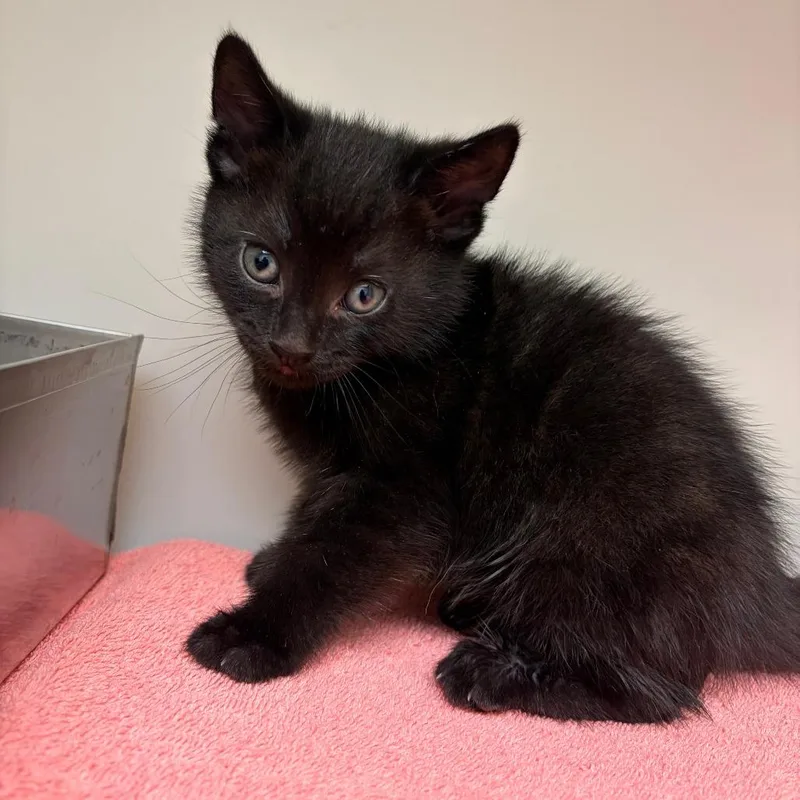 A baby small-sized male Black Domestic Short Hair cat named Jax for adoption in Harrisonburg, VA
