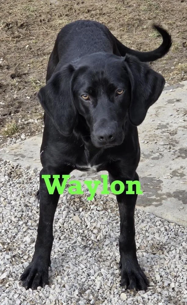 Waylon🐾