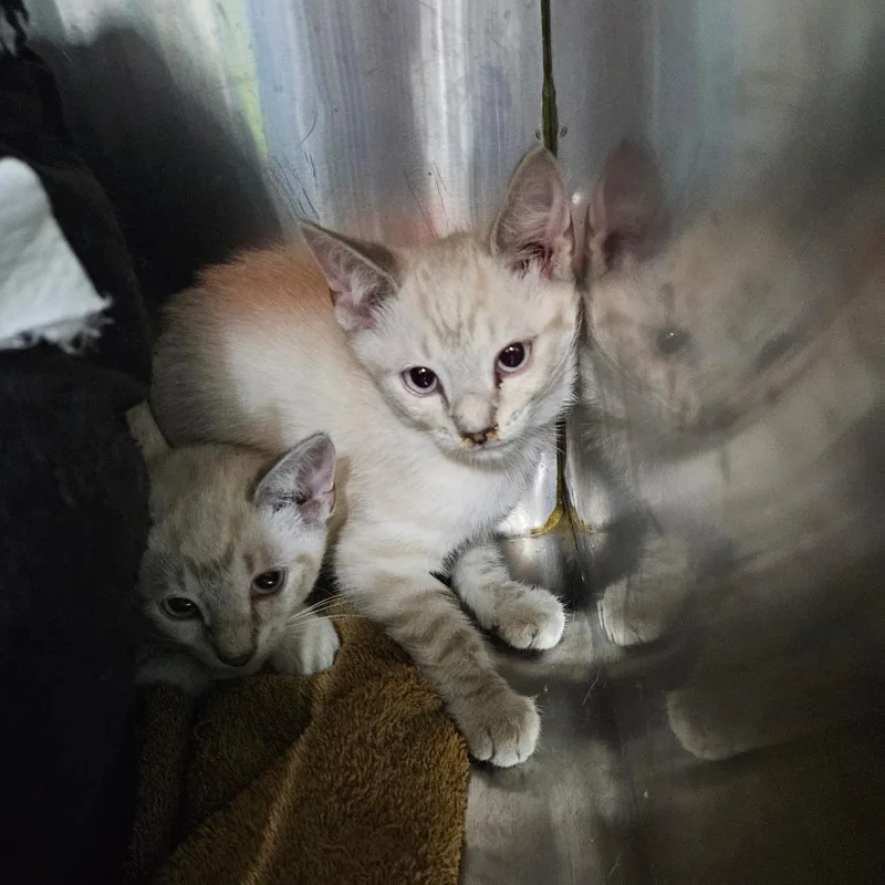 A baby small-sized female White Domestic Short Hair cat named Frazzel for adoption in Pasadena , MD