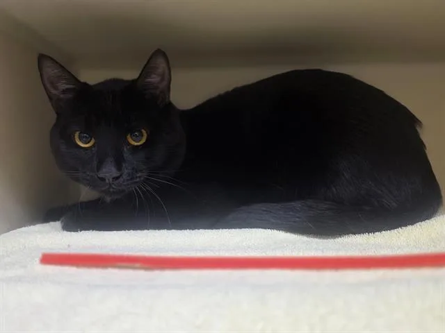 An adult medium-sized male Domestic Short Hair cat named Blackberry for adoption in Denver, CO