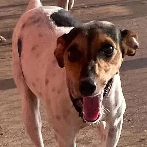 Jingles