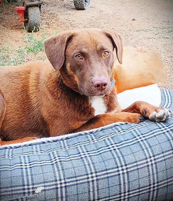 Cooper The Super Trooper