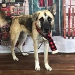 A senior large-sized male Yellow / Tan / Blond / Fawn German Shepherd Dog dog named Samson for adoption in Weatherford, TX