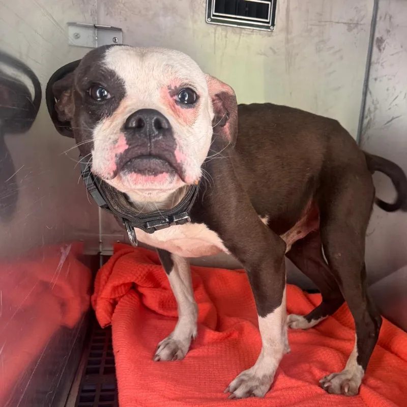 An adult medium-sized male Black Pit Bull Terrier dog named Jaxon for adoption in Philadelphia, PA
