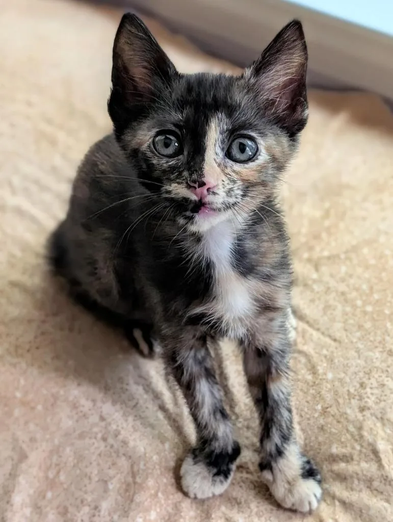 A baby small-sized female Domestic Short Hair cat named Grace Adler for adoption in Newnan, GA