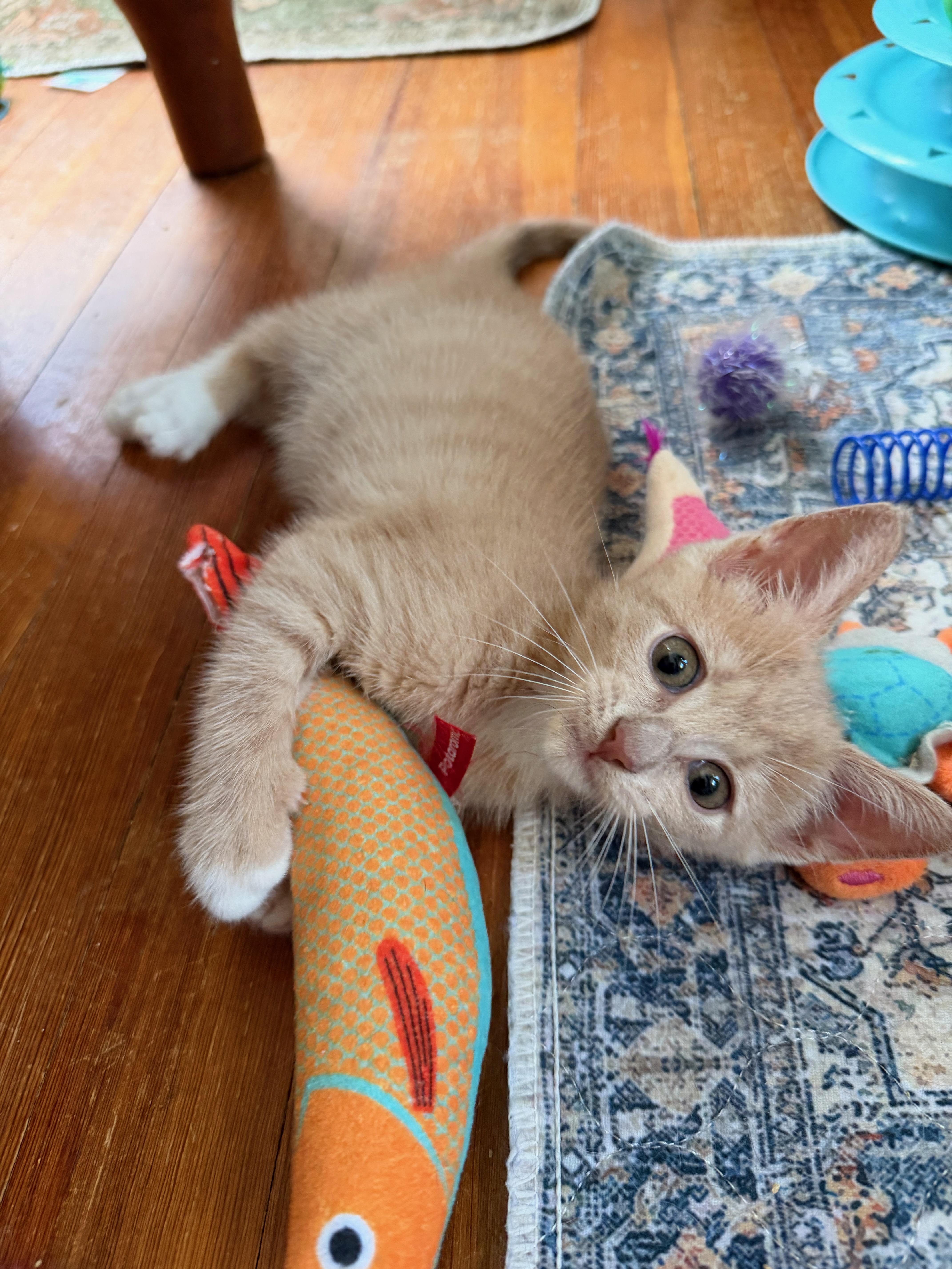 Lulu