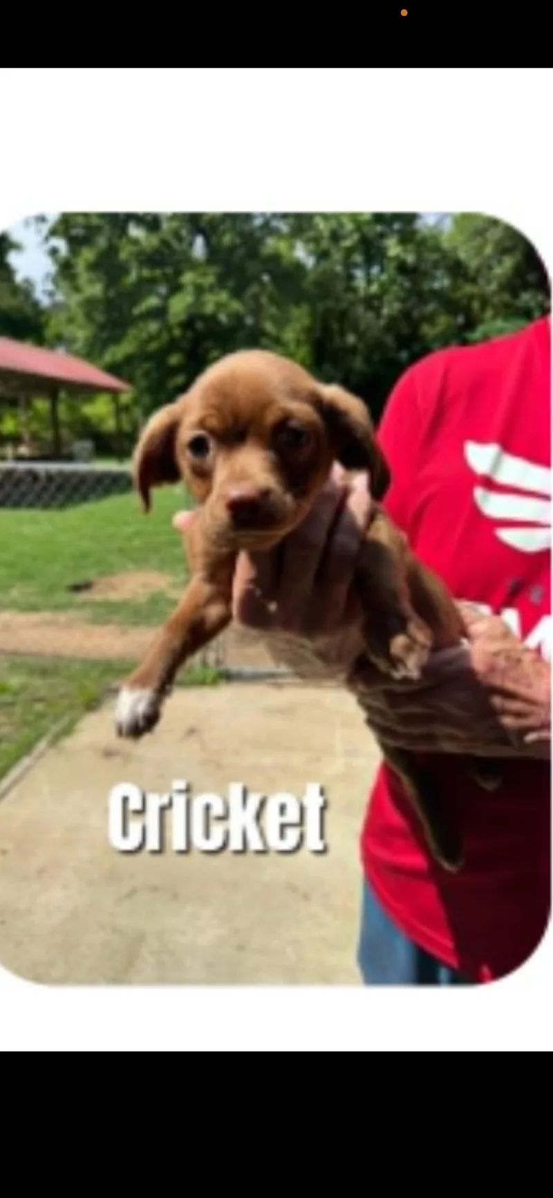 Cricket thumbnail 2