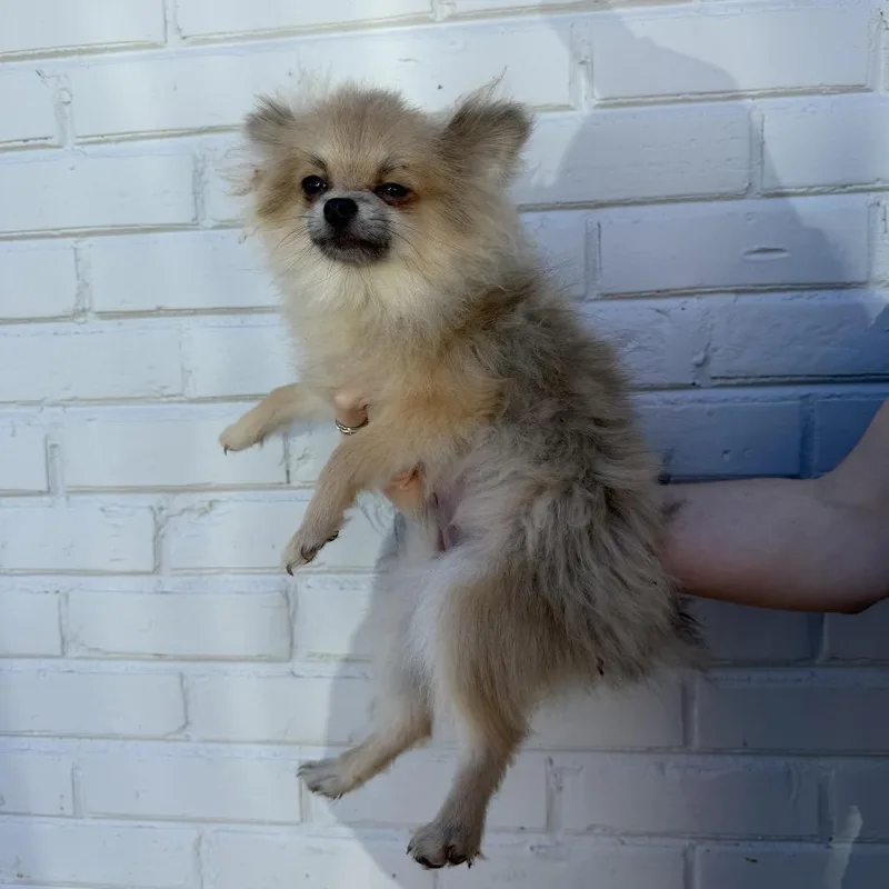 A young small-sized male Pomeranian dog named Nickel for adoption in Northbrook, IL
