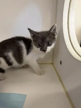 A baby small-sized male Domestic Short Hair cat named Chief for adoption in Manteo, NC