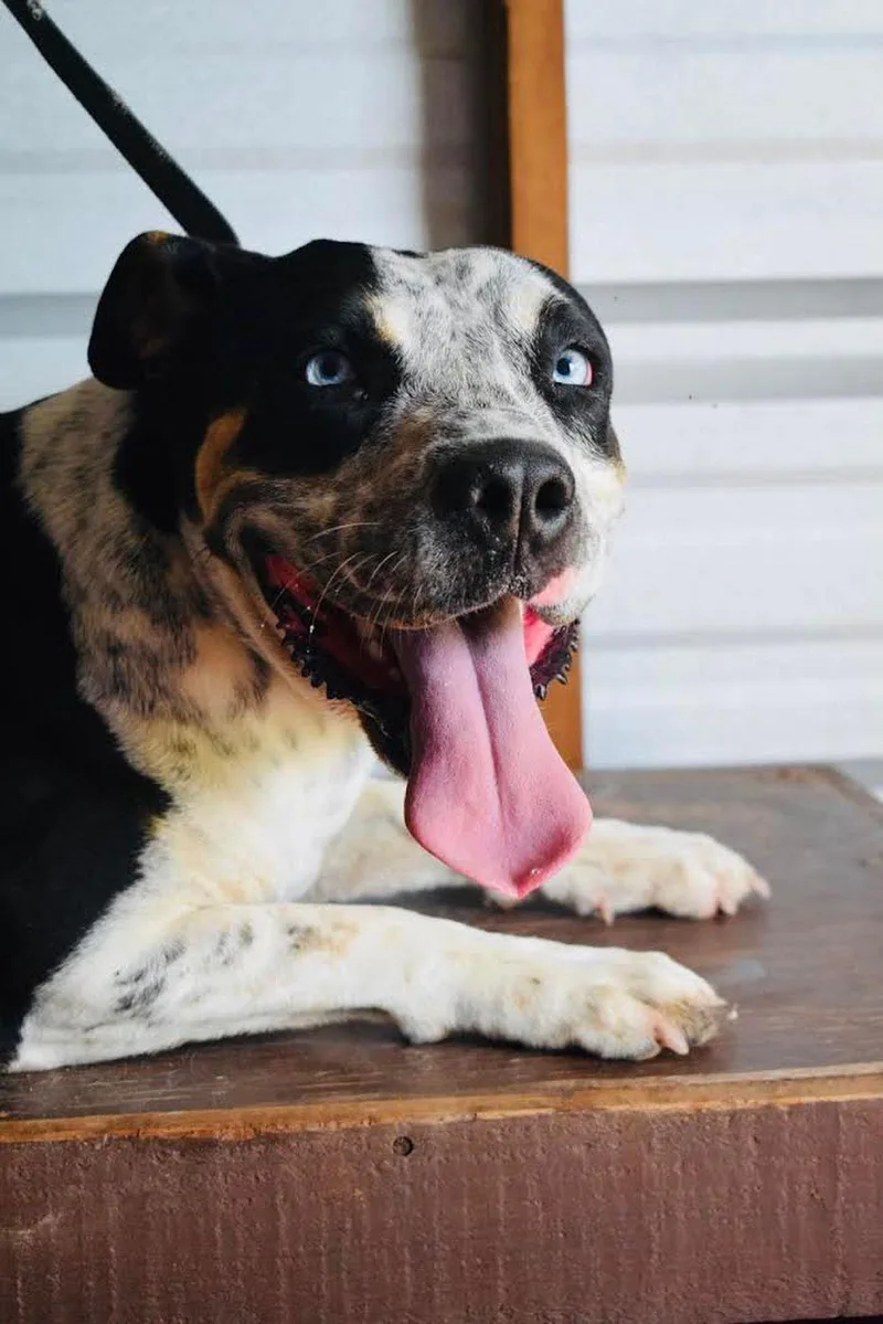 An adult medium-sized female Tricolor (Brown, Black, & White) Cattle Dog dog named Zen for adoption in Sullivan City, TX