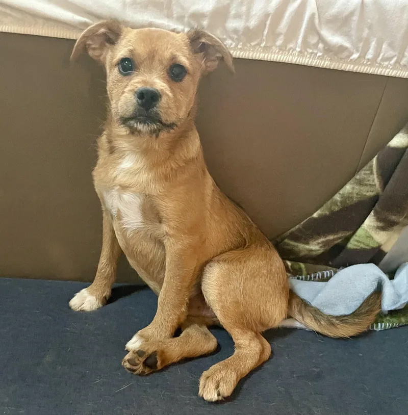 A baby medium-sized male White / Cream American Bully dog named Ember for adoption in MORAVIAN FALLS, NC