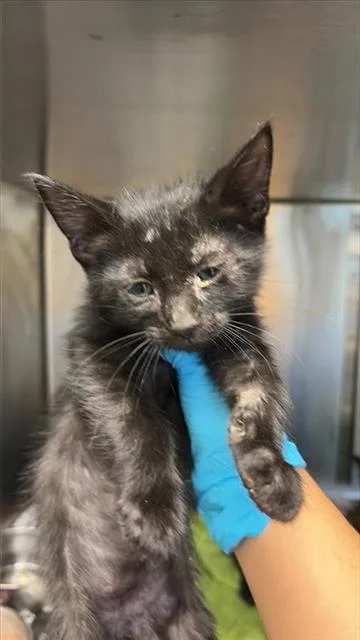 A baby small-sized male Domestic Short Hair cat named Veggy for adoption in San Antonio, TX