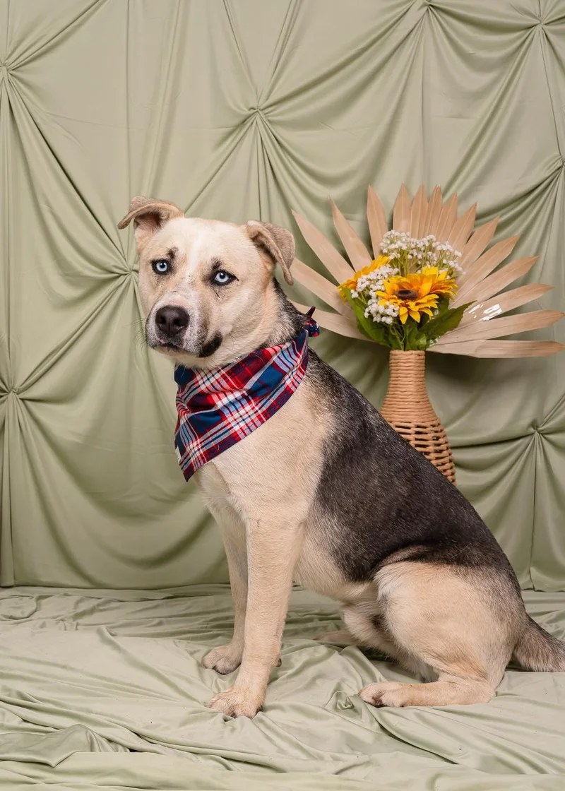 A young medium-sized male Husky dog named Victor for adoption in santa monica, CA