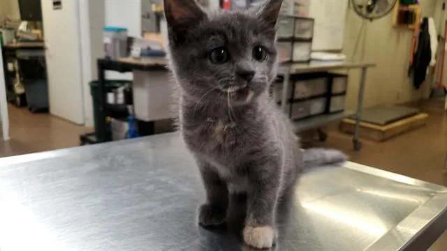A baby medium-sized female Domestic Short Hair cat named Beatriz for adoption in Aurora, IL