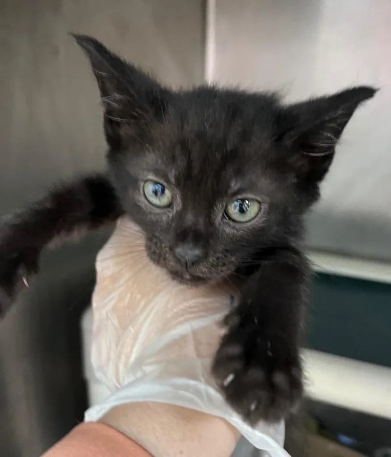 A baby medium-sized male Domestic Short Hair cat named Zebra Cake for adoption in Cincinnati, OH