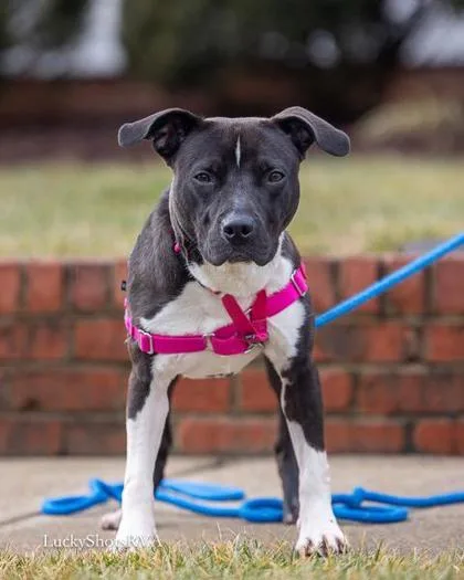 An adult medium-sized male Pit Bull Terrier dog named Diesel for adoption in King William, VA