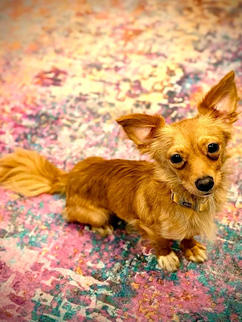 A young small-sized male Chihuahua dog named Frisbee for adoption in New Baltimore, MI