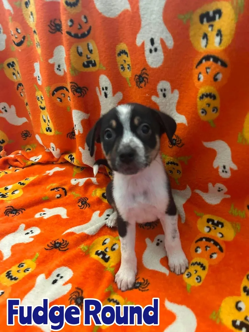 A baby large-sized male Australian Cattle Dog / Blue Heeler dog named Fudge Round for adoption in New Baltimore, MI