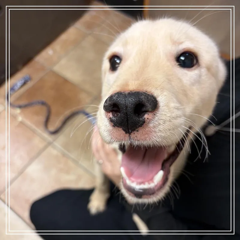 A baby medium-sized male White / Cream Husky dog named FWT Bolt for adoption in Midland, TX