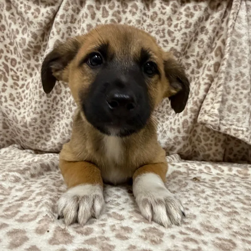 A baby medium-sized female Cattle Dog dog named Garnet for adoption in Las Vegas, NV