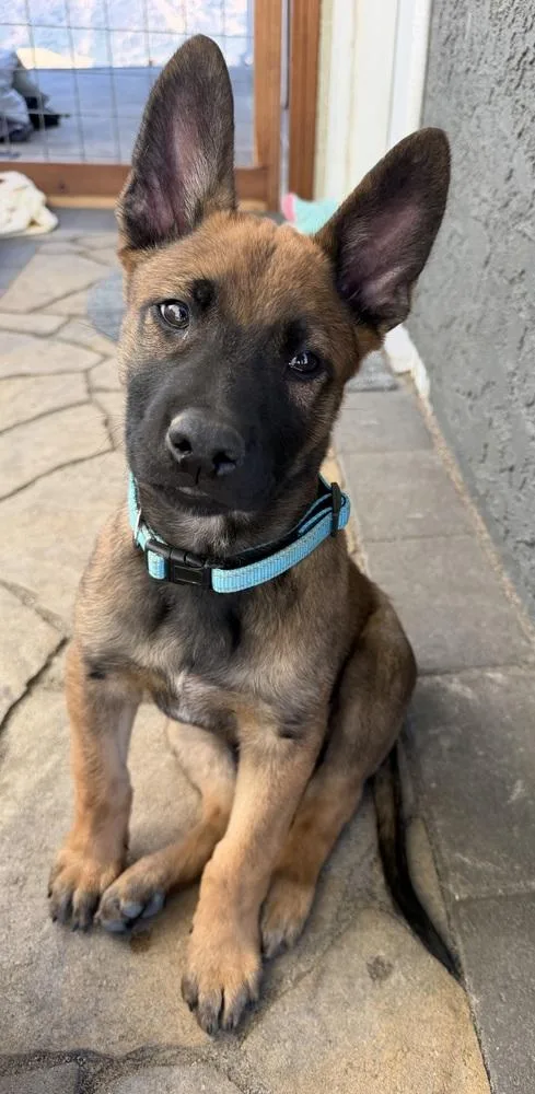 A baby large-sized male Tricolor (Brown, Black, & White) Belgian Shepherd / Malinois dog named Cobra for adoption in Pleasant Hill, CA