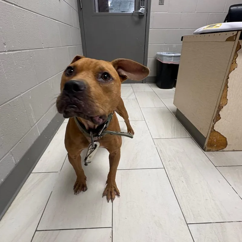 A young medium-sized male Brown / Chocolate Pit Bull Terrier dog named Mills for adoption in Lufkin, TX