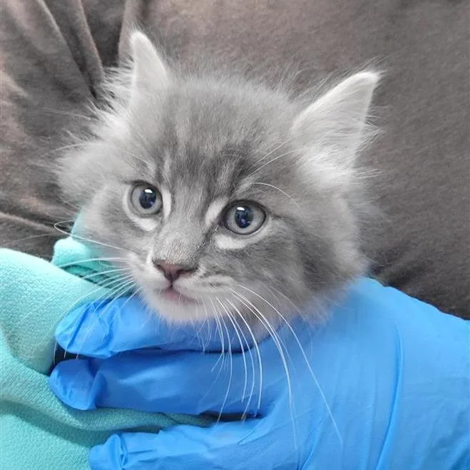 A baby small-sized male Gray / Blue / Silver Domestic Short Hair cat named Caspian for adoption in Tacoma, WA
