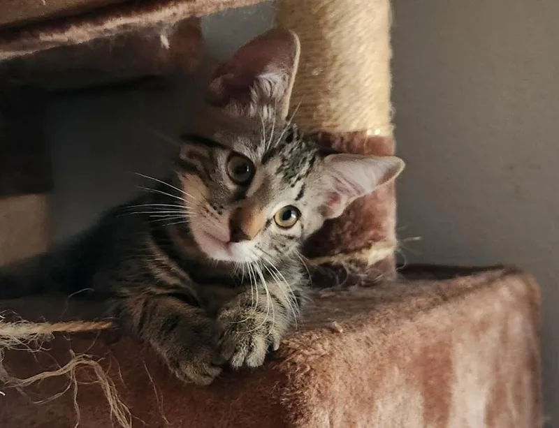 A baby medium-sized male Tabby (Brown / Chocolate) Domestic Short Hair cat named Lemon for adoption in Oceanside, CA