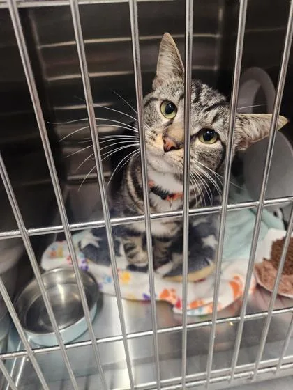 An adult small-sized male Domestic Short Hair cat named Jackhammer for adoption in West Chester, PA