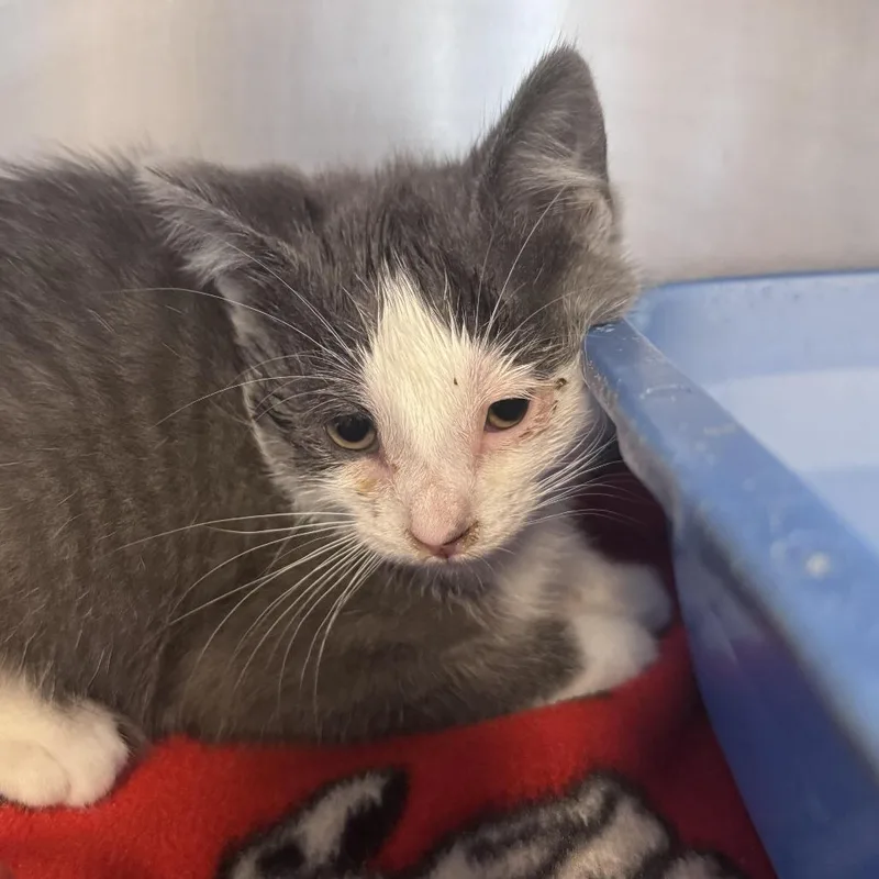 A baby small-sized male Gray / Blue / Silver Domestic Short Hair cat named Crunchwrap for adoption in South Haven, MI