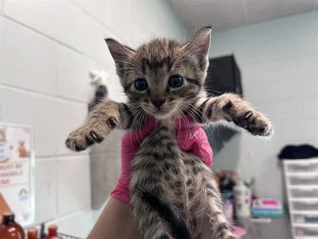 A baby small-sized female Brown / Chocolate Domestic Short Hair cat named Cosmo for adoption in Tavares, FL