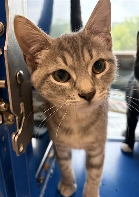 A baby small-sized female Domestic Short Hair cat named Mary for adoption in Westminster, MD