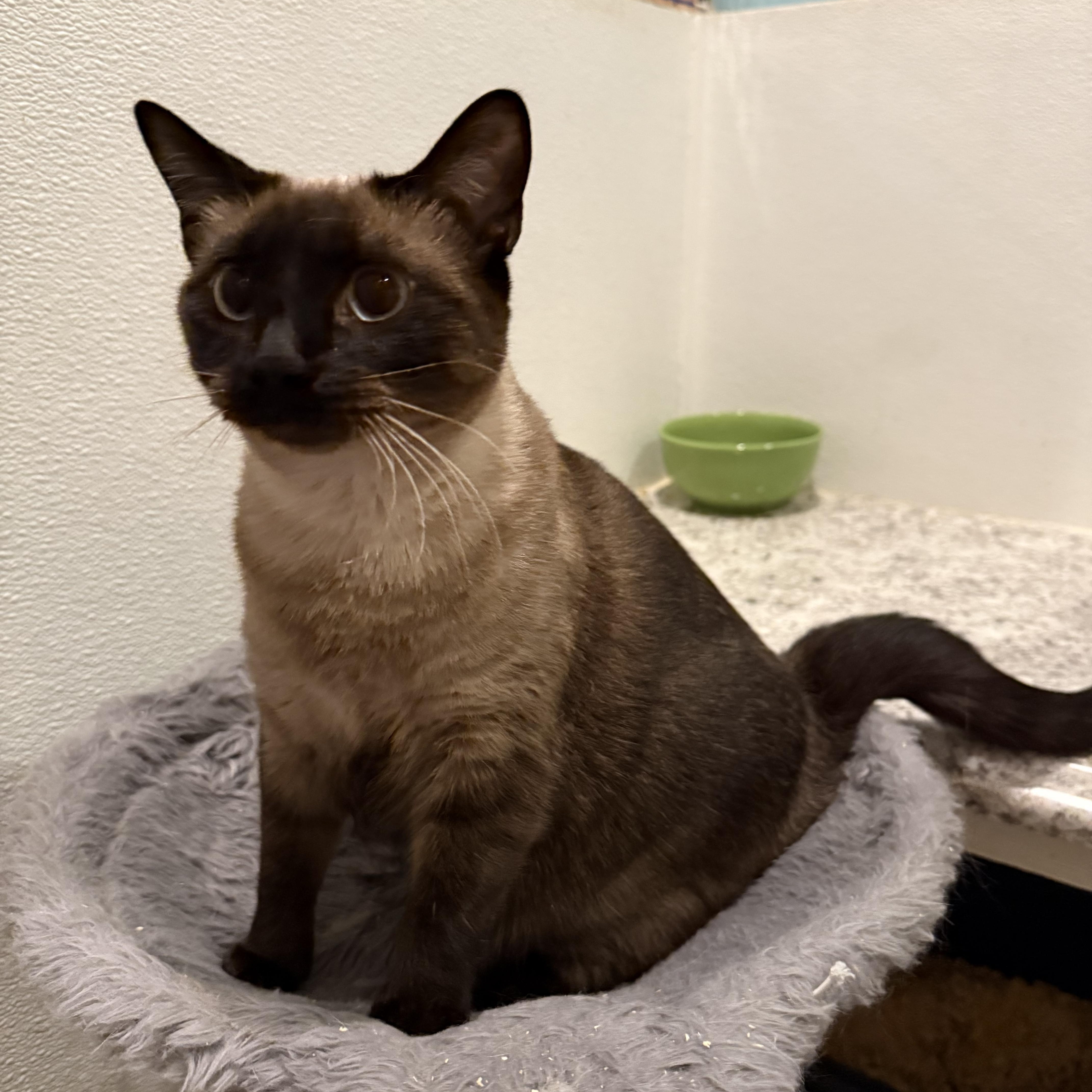 A young medium-sized male Balinese cat named Bear for adoption in Pomona, CA