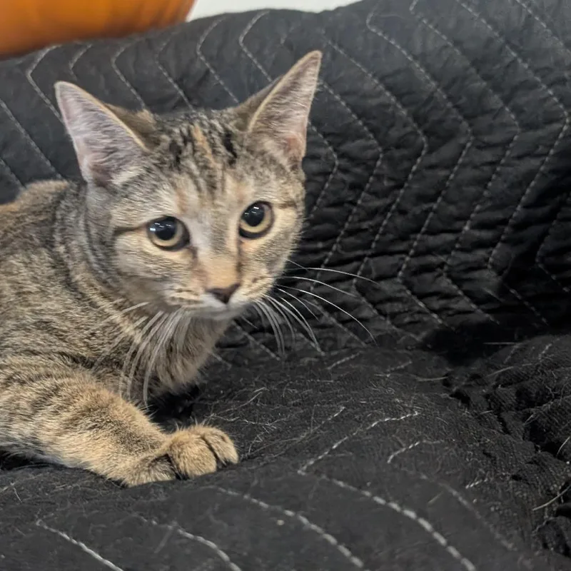 A baby small-sized female Torbie Domestic Short Hair cat named Sylvie for adoption in Carmel, IN