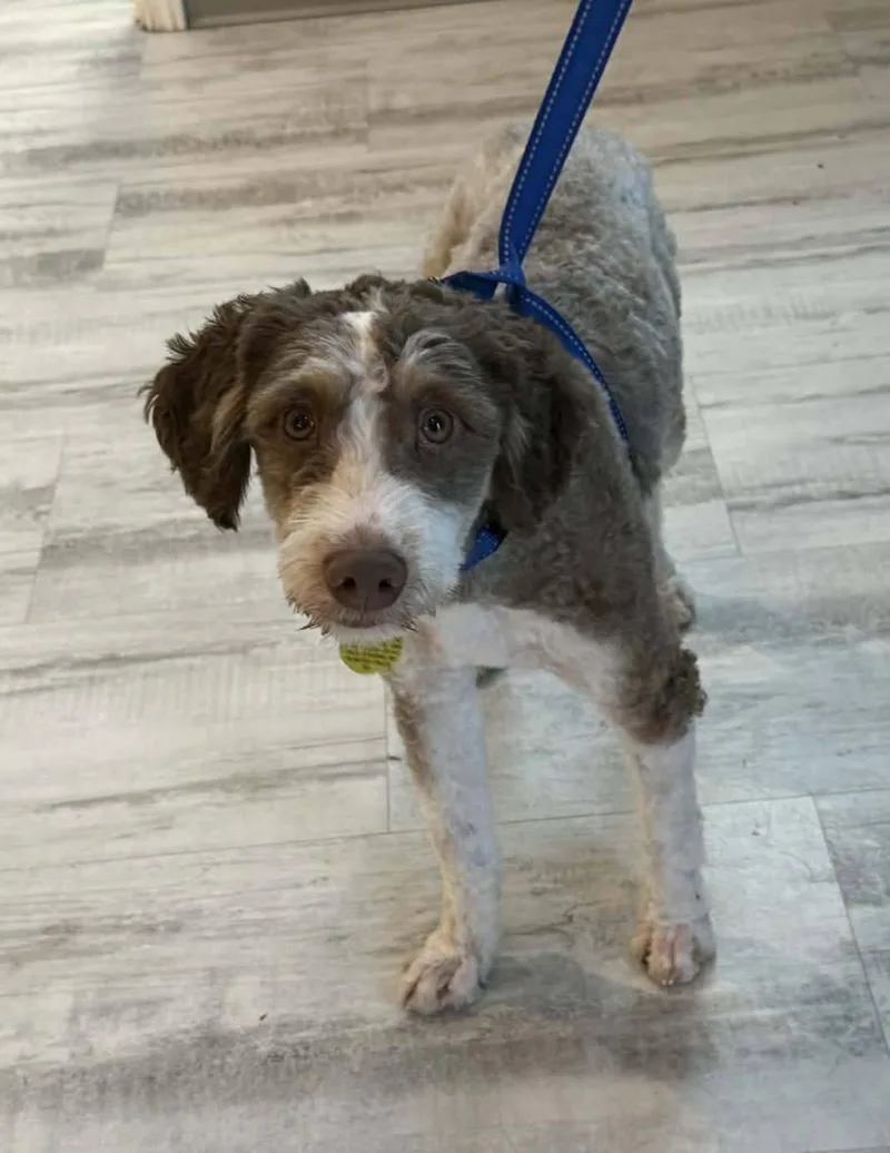 A young small-sized male Brown / Chocolate Aussiedoodle dog named Toby for adoption in North Olmsted, OH