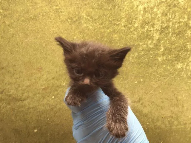 A baby small-sized male Domestic Short Hair cat named Beta for adoption in Riverside, CA