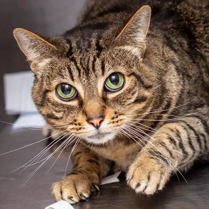A senior large-sized female Gray / Blue / Silver Domestic Short Hair cat named Waffles for adoption in Hattiesburg, MS