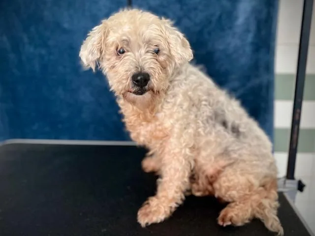 A senior medium-sized female Norfolk Terrier dog named Rosa for adoption in Van Nuys, CA