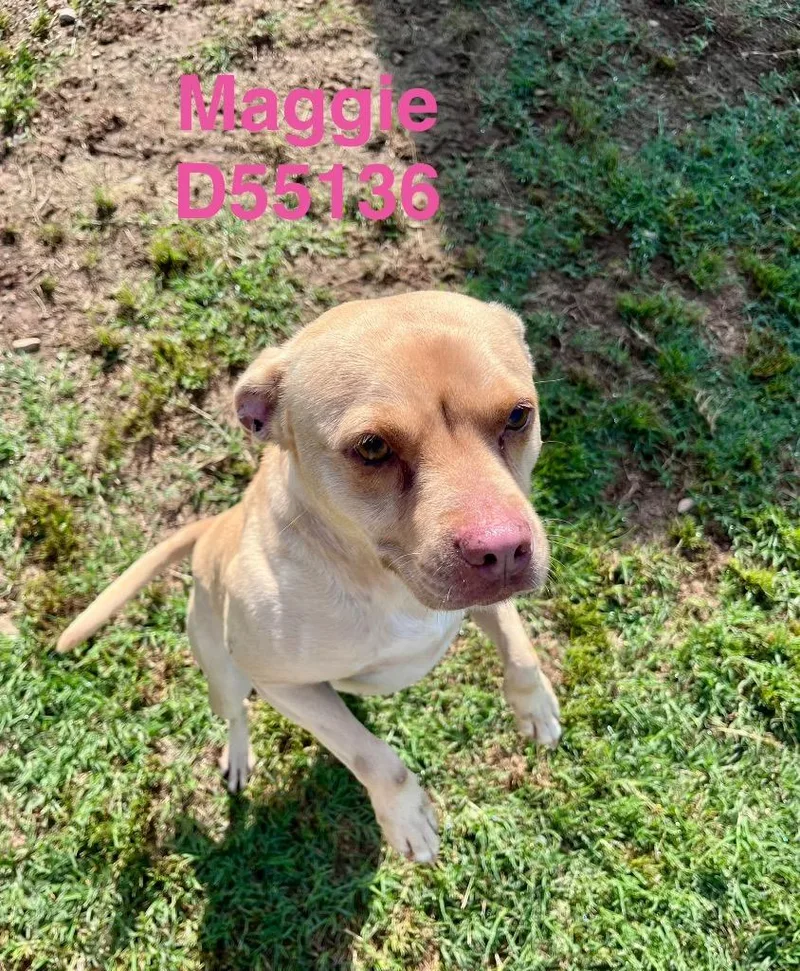 Maggie thumbnail 2