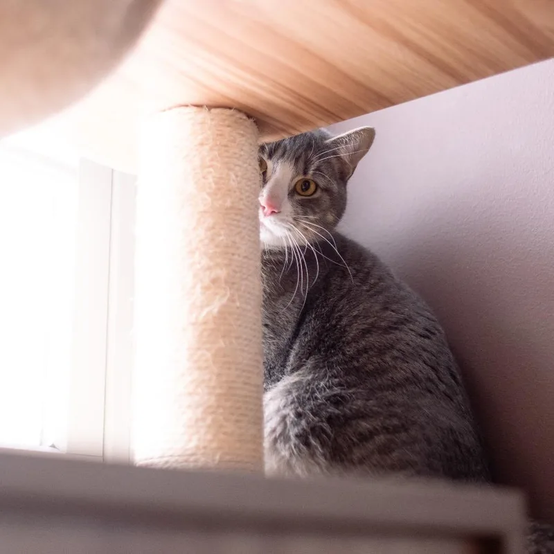 Shadow Jones thumbnail 2