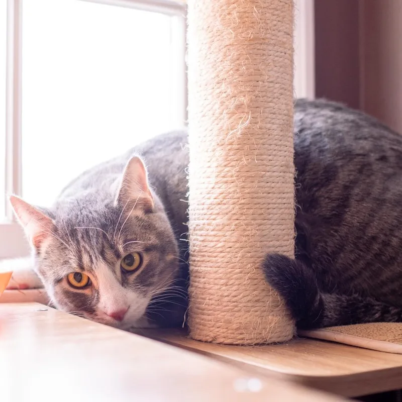 Shadow Jones thumbnail 3