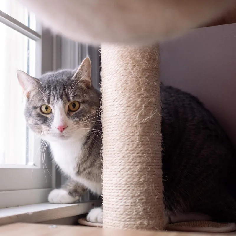 Shadow Jones thumbnail 4