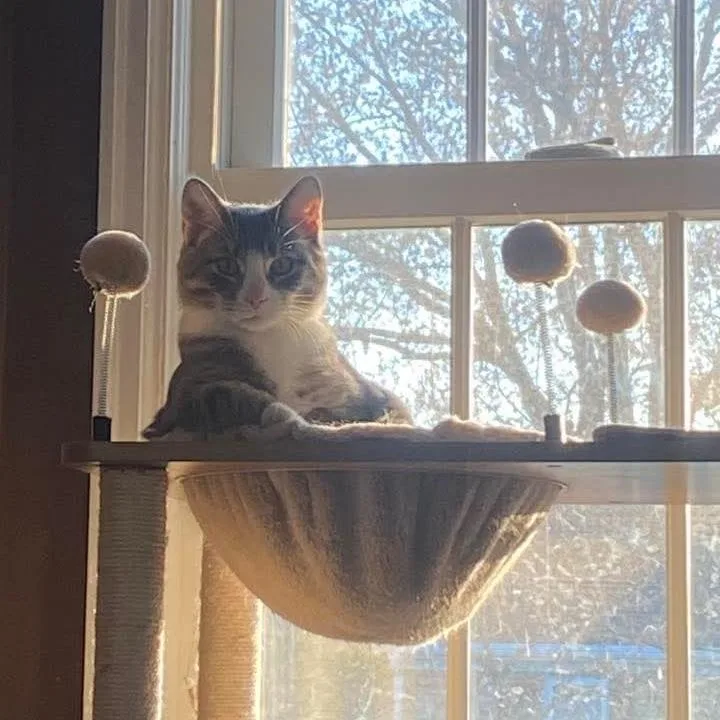 Shadow Jones thumbnail 5