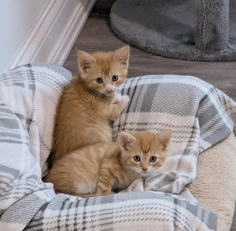 A baby medium-sized male Tabby (Orange / Red) Domestic Short Hair cat named Nacho for adoption in Cincinnati, OH